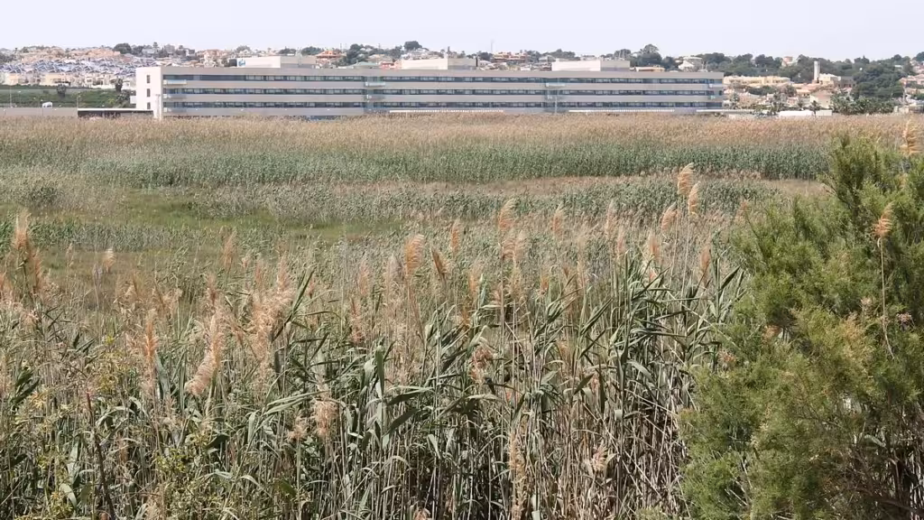 AHSA recurre la cesión de suelo para ampliar el Hospital de Torrevieja Edificio del Hospital de Torrevieja con un carrizal en primer término