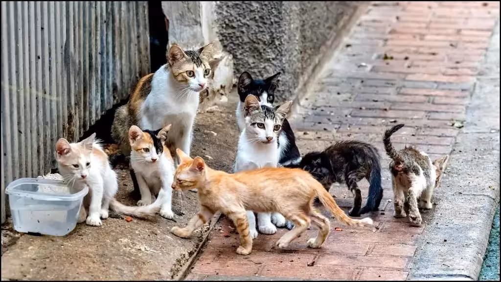 Gatos de una colonia felina; fotografía de archivo publicada en 2024