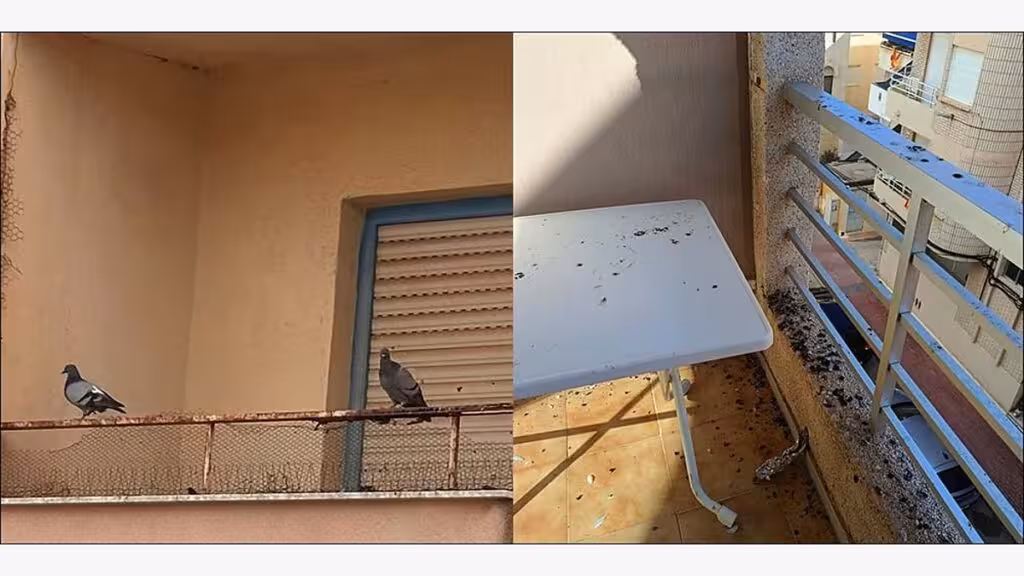 la-mata-residents-pigeon-control-cleaning-request-en Two residents’ photographs showing pigeons on a railing and accumulated dirt on a balcony in La Mata