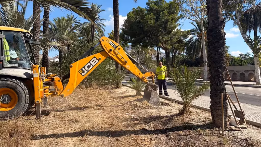 Orihuela ersetzt fehlende Palmen im historischen Palmenhain durch fast hundert Bäume Bagger und ein Arbeiter neben Palmen bei Arbeiten im Palmenhain von Orihuela